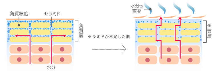 セラミドイメージ