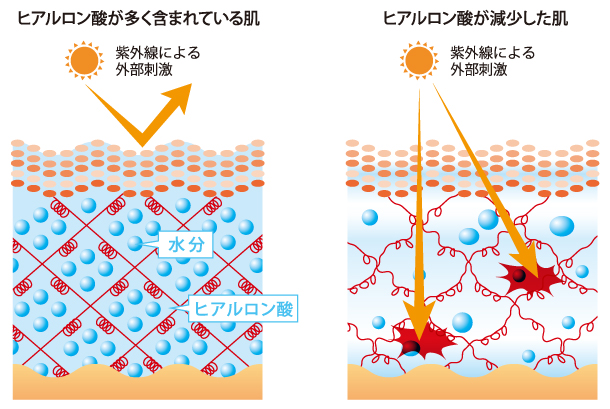 ヒアルロン酸イメージ