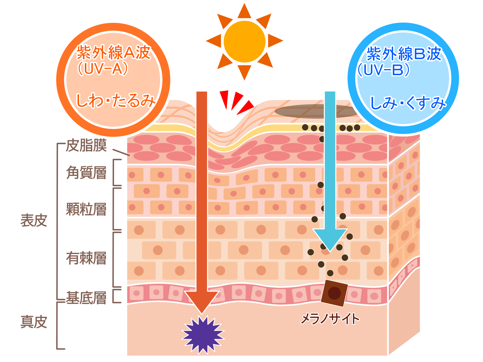 紫外線が及ぼす影響